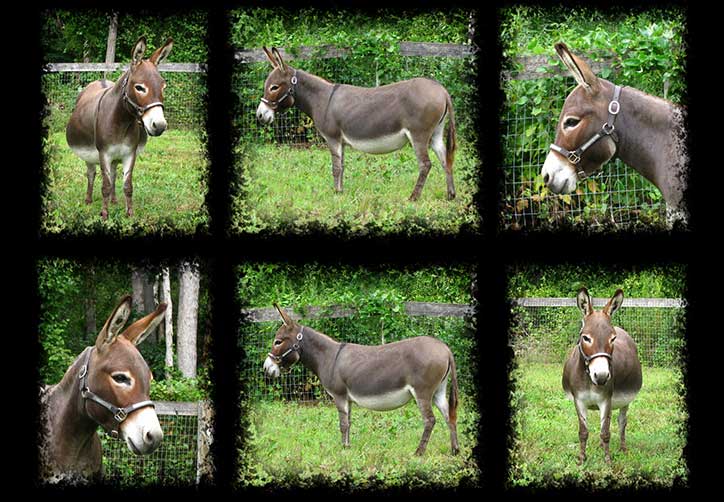 Critter Haven Farm Miniature Donkeys